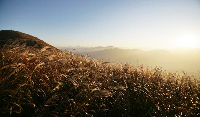 Mindungsan Mountain Silver Grass Festival 1 Day Tour (Oct 14 ~ 29) - main view