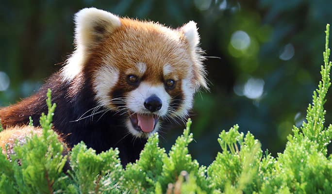 Mori Kirara: Kujushima Zoo & Botanical Garden Discount Ticket - main view
