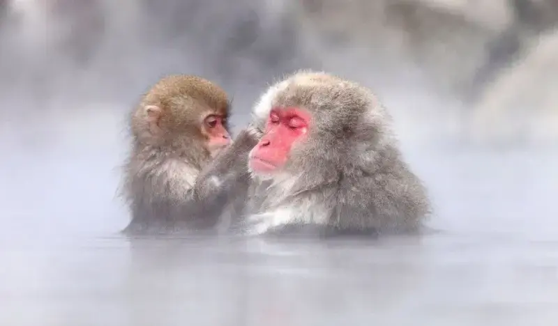 Nagano 1 Day Tour: Snow Monkey Park + Zenko-ji Temple + Sake Tasting - main view