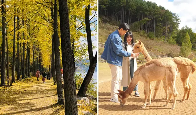 Nami Island & Alpaca World Tour (+ Rail Bike or Petite France options) - main view