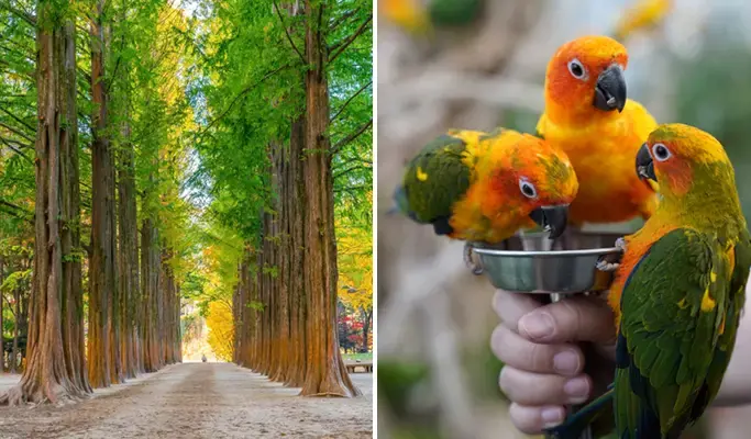 Nami Island + Begonia Bird Park 1 Day Tour - from Seoul - main view