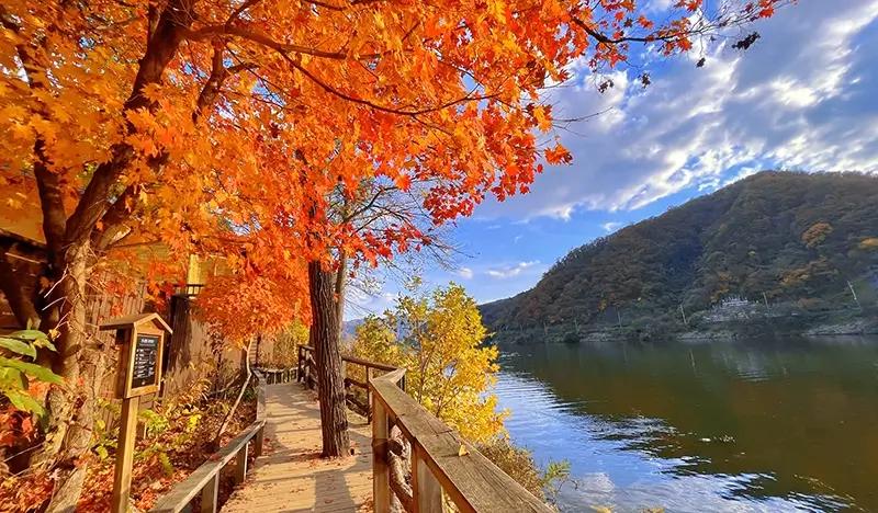 Nami Island Discount Ticket with Round-trip Ferry Ride - main view