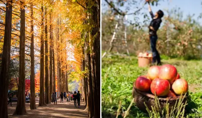 Nami Island & Apple Picking (+Rail Bike/ The Stay Healing Park/ Alpaca Garden) Tour - main view