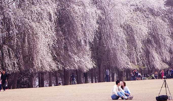 Seoul Vicinity: Nami Island+Gangchon Rail Bike+Edelweiss Swiss Theme Park One Day Tour - main view