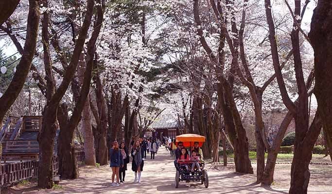 Seoul Vicinity: Nami Island + Petite France + Strawberry Farm Package - main view