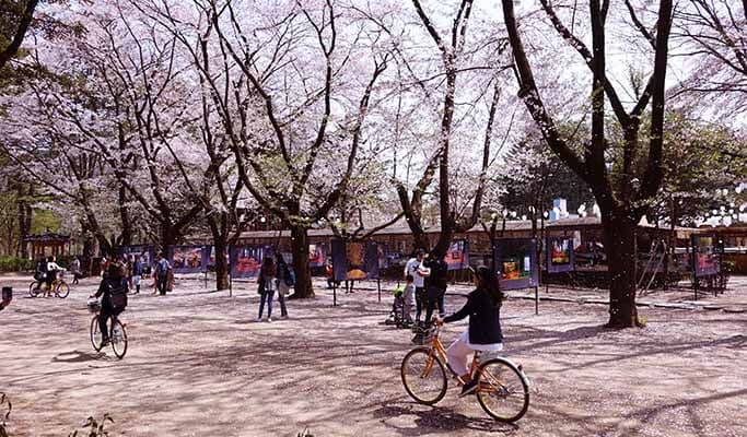Seoul Vicinity: Nami Island + Gangchon Rail Bike + Petite France Day Tour - main view