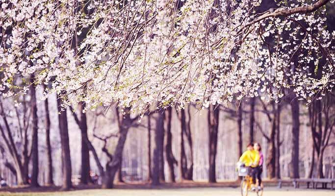 Spring Special: Seoraksan + Naksansa Temple / Nami Island + Everland / Masian Beach + Wolmi Island Join-in 1 Day Tour (Apr 3~Apr 18) - main view