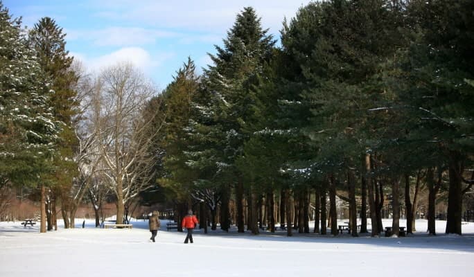 Nami Island & Winter Seasonal Attractions 1 Day Tour - from Seoul (Dec 22~Feb 29) - main view