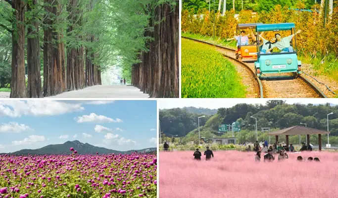 Nami Island + Gangchon Rail Bike + Nari Park Globe Amaranth/ Pink Muhly Festival 1 Day Tour from Seoul (Sept 5~Oct 20) - main view