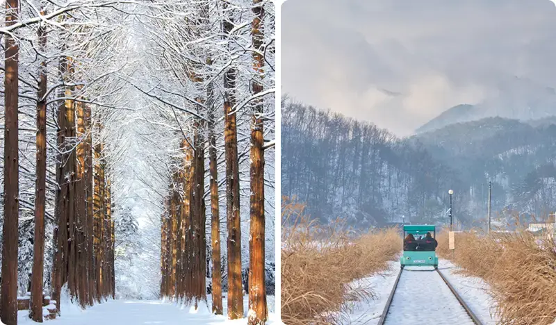 Nami Island & Rail Bike (+ Begonia Bird Park) Tour - from Seoul - main view