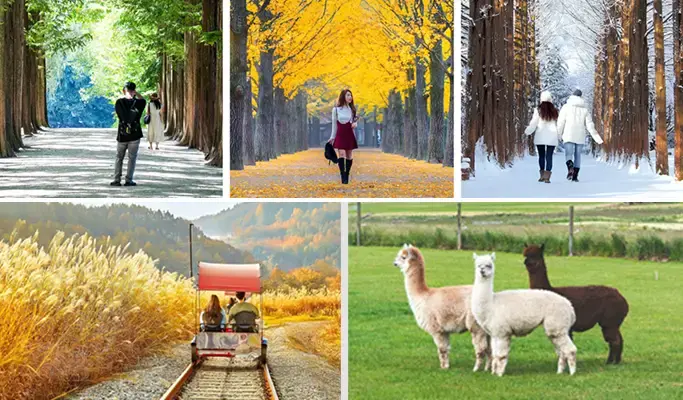 Nami Island & Rail Bike (+ Alpaca Garden/ Garden of Morning Calm/ The Stay Healing Park) Tour - main view