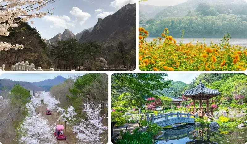 Nami Island & Seoraksan Tour (+ Garden of Morning Calm/ Rail Bike/ Eobi Ice Valley options) - main view
