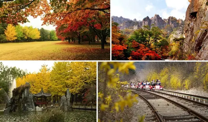 Nami Island & Seoraksan Tour (+ Garden of Morning Calm/ Rail Bike/ Eobi Ice Valley options) - main view