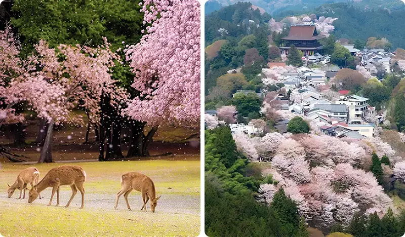 [Spring Special] Nara Park & Mt. Yoshino Cherry Blossom 1 Day Tour from Osaka (Mar 25~Apr 10) - main view