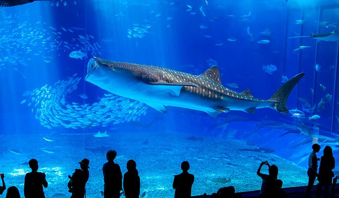 Okinawa Churaumi Aquarium Admission Ticket - main view