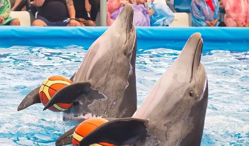 Pattaya Dolphinarium Discount Ticket (+ Swim with Dolphins) - main view