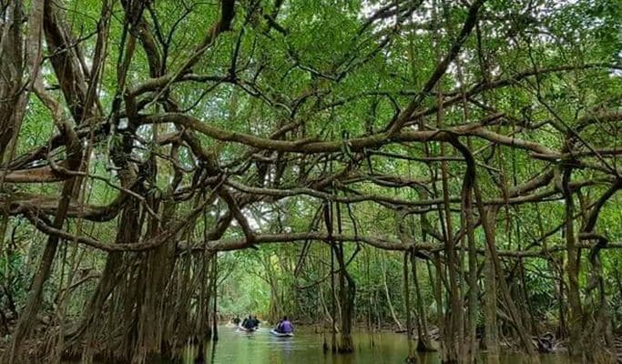Sri Phang Nga National Park & Takua Pa Old Town 1 Day Tour - from Khao Lak (+ Lunch/Canoeing) (+ Transfer) - main view