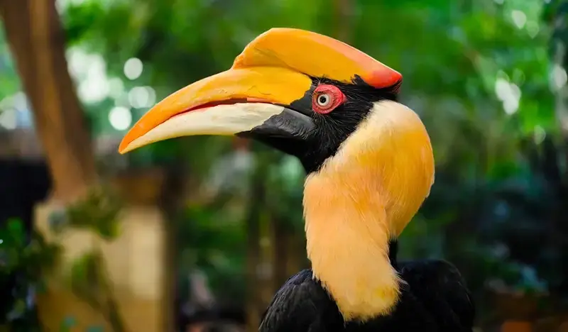 Phuket Bird Park Discount Ticket - main view
