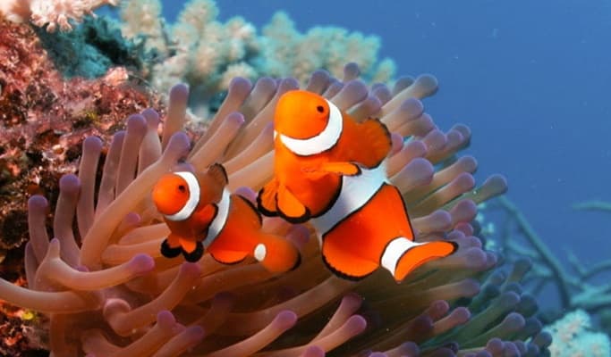 Phuket Snorkeling & Discover Scuba Diving 1 Day Tour (No License Needed) - main view