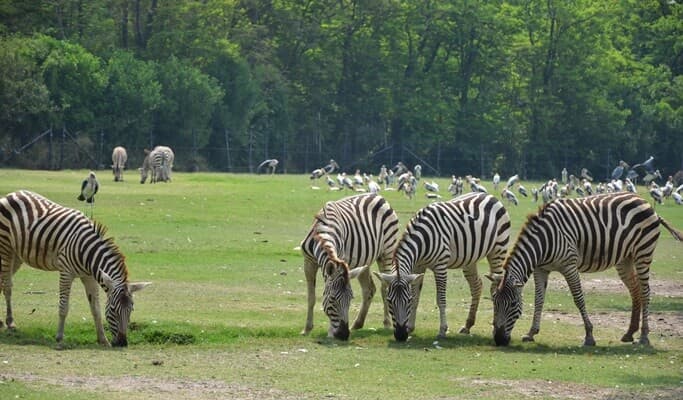 Safari World Bangkok Discount Ticket & Shared/ Private Transfer Service - main view