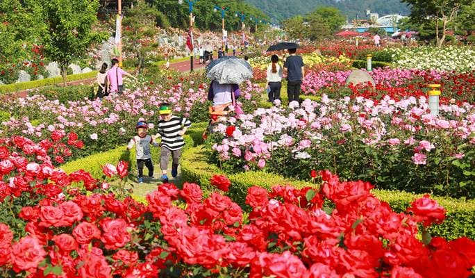 Samcheok Rose Festival + Samcheok Ocean Rail Bike 1 Day Tour (May 27~June 2) - main view