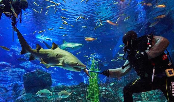 Sea Life Busan Aquarium Discount Ticket - main view