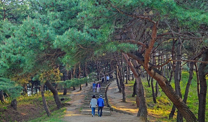 Gyeongbuk Seongju Nature-Healing Private Tour (Korean Melon Picking & Forest) from Daegu/Busan - main view