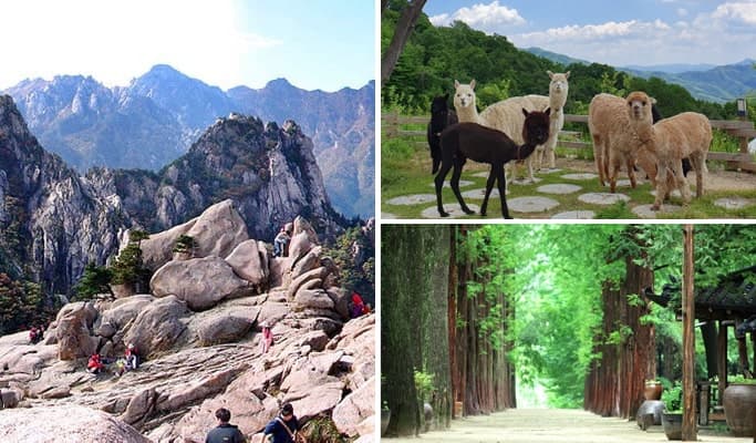 Seoraksan National Park + Alpaca World + Nami Island 1 Day Tour - main view