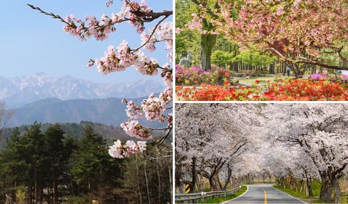 春季特輯：雪嶽山 + 南怡島 + 櫻花一日遊 - 首爾出發（4月1日~26日） - main view