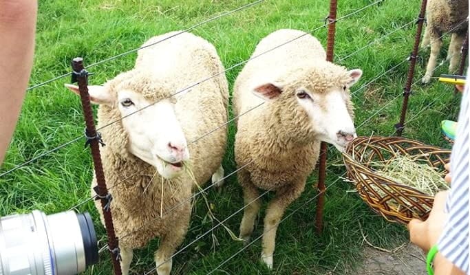 Daegwallyeong Sheep Farm + Bongpyeong Herbnara Farm 1 Day Tour - main view