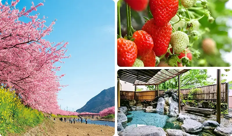 [Spring Special] Shizuoka Early Spring Cherry Blossom Festival 1 Day Tour: Kawazu Cherry Blossom + Izu Fruit Park + Shuzenji Hot Spring (+ Lunch option) - from Tokyo (Feb 7~Apr 5) - main view
