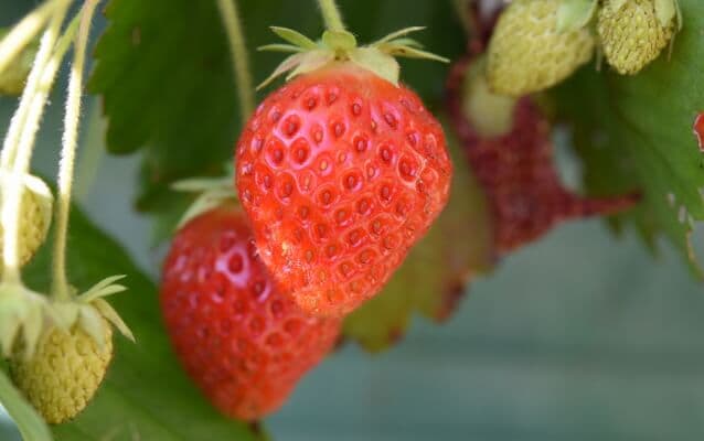 Seoul Vicinity: Nami Island + Garden of Morning Calm + Strawberry Picking 1 Day Tour - main view