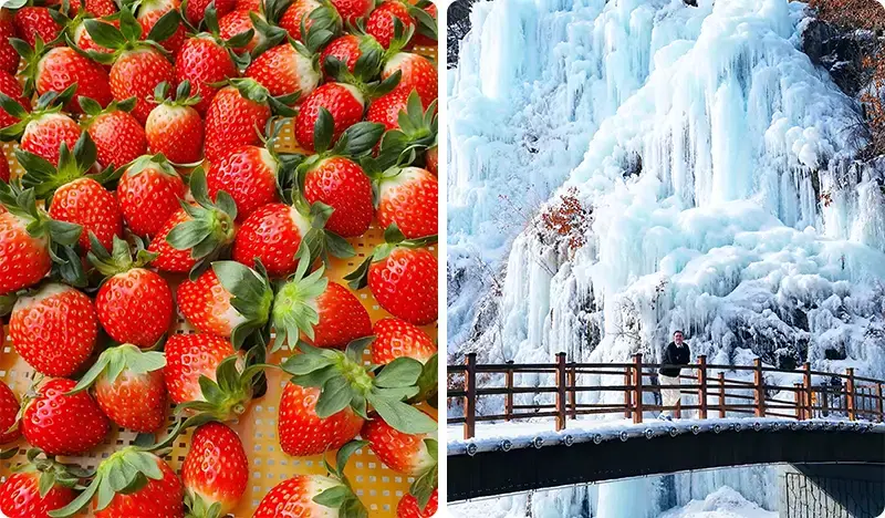 草莓採摘 + Eobi 冰谷（+ 南怡島/晨靜樹木園/雪橇/鐵路自行車/小法國村）1日遊  - main view