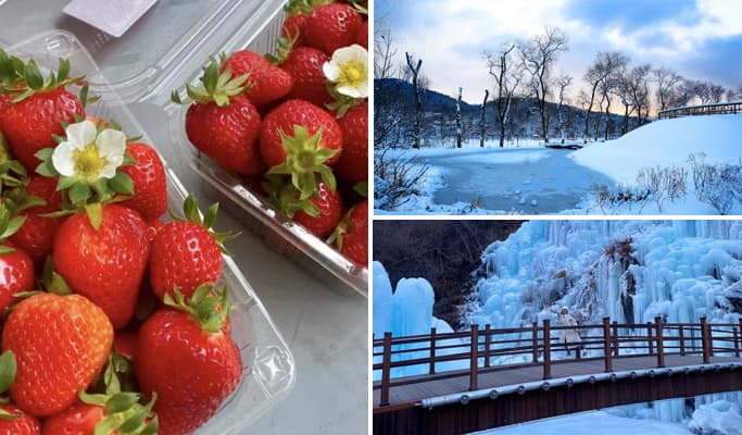 Strawberry Picking + Eobi Ice Valley (+ Nami Island/ Snow Sledding/ Garden of Morning Calm/ Rail Bike/ Petite France) 1 Day Tour - main view