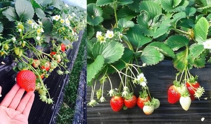 Strawberry Picking Experience in Yangpyeong - main view