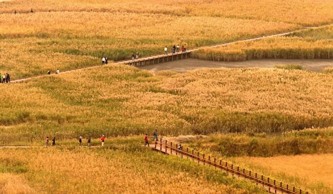 Suncheon 1 Day Private Tour from Busan (Van/ Minibus/ Big Bus) - main view