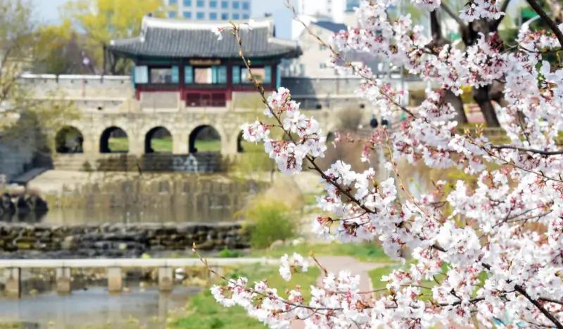 [Spring Special] Suwon Cherry Blossoms & Hwaseong Fortress Evening Tour from Seoul (Apr 3~15) - main view