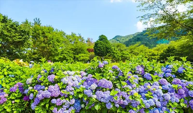Tur 1 Hari Tongyeong Hydrangea Festival & Cable Car - dari Busan (16 & 27 Jun) - main view