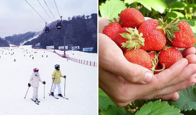 草莓採摘＆雙板/單板/冰雪王國之旅：維瓦爾第公園滑雪度假村 - main view