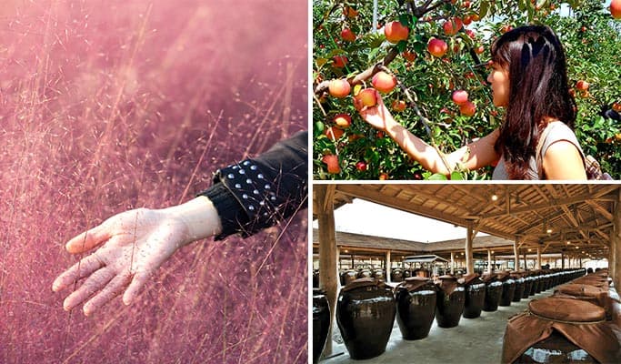 Yangju Nari Park Pink Muhly & Globe Amaranth Flower Fields + Apple Farm + Sansawon Brewery 1 Day Tour (Sep 11~Oct 23) - main view