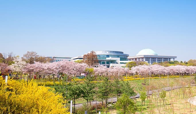 Spring Special: Seoul Yeouido Cherry Blossom Walking Tour (+63 Square/Han River Cruise) (Mar 31~Apr 10) - main view