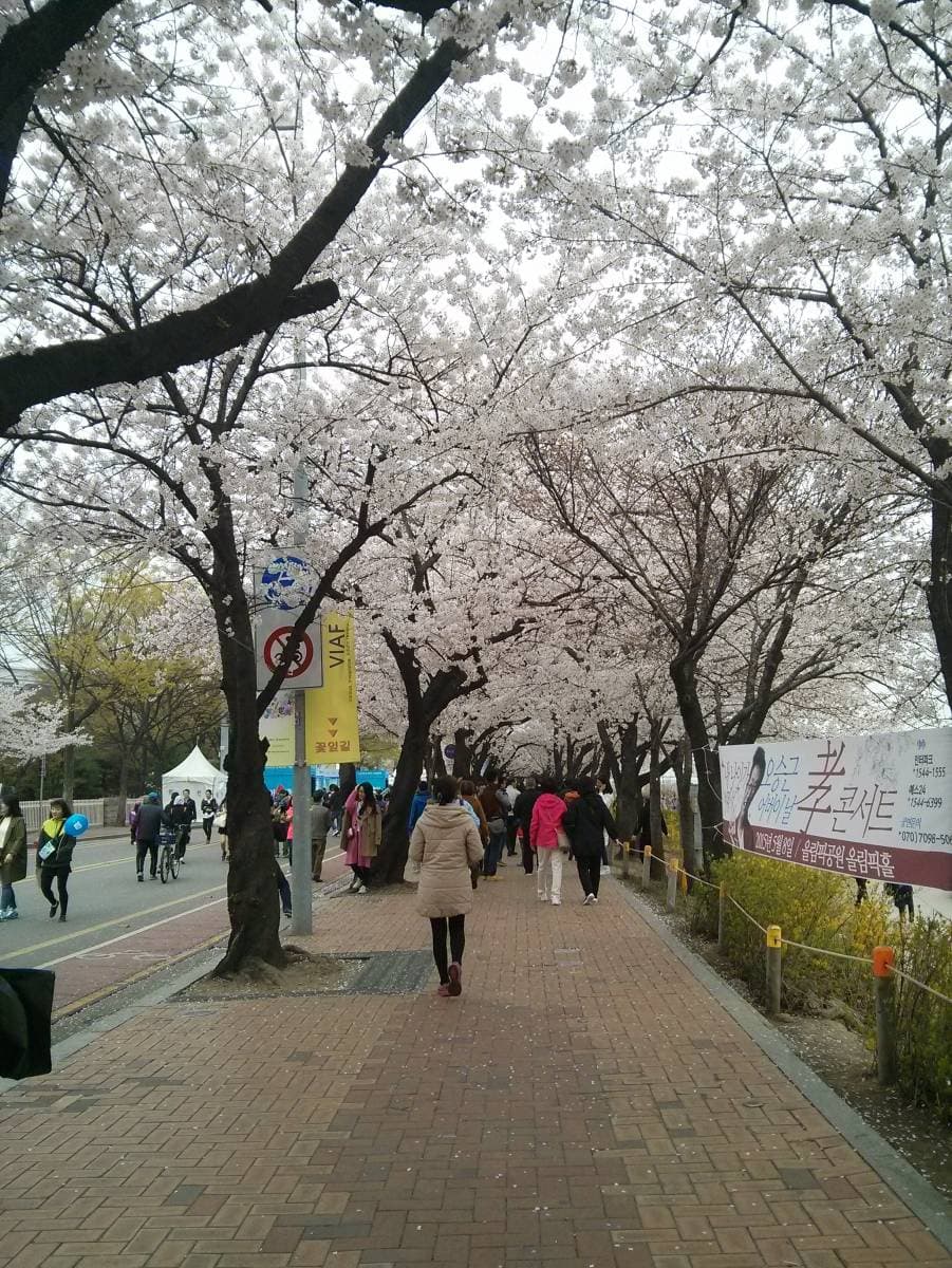 Yeouido Hangang Park 여의도 한강 공원
