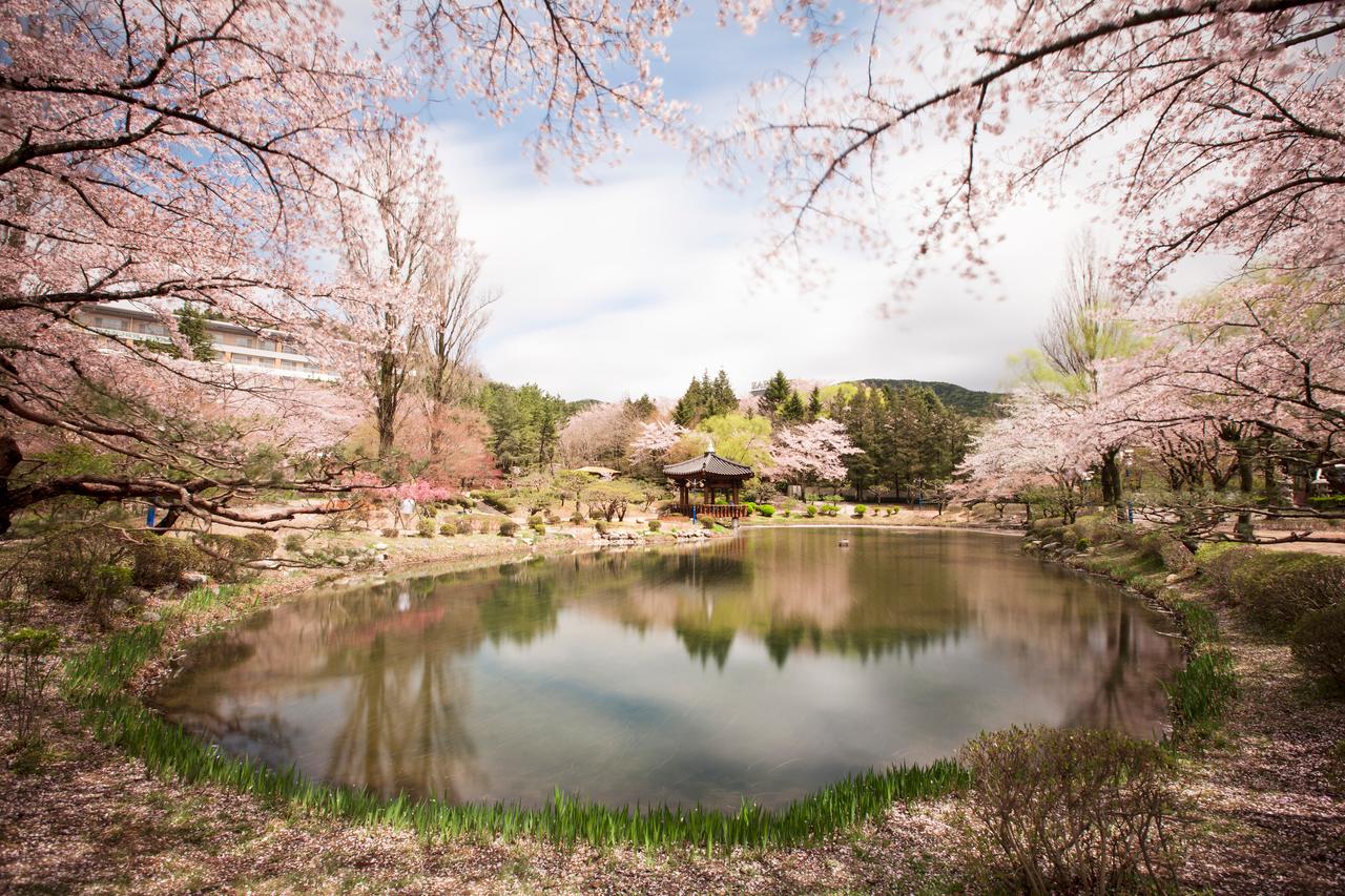 Spring Special: Gyeongju Cherry Blossom Tours