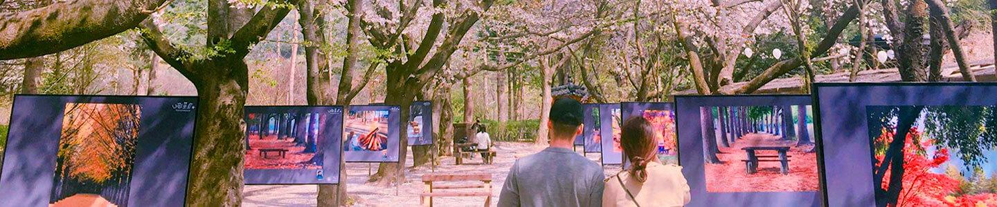 A Place to Remember: Picture Perfect Nami Island in Korea