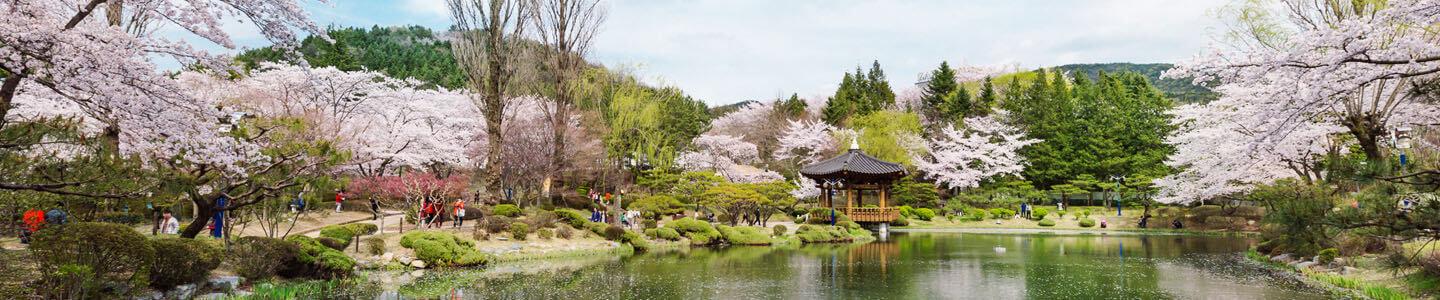 2018 Best of Best Cherry Blossom Festivals in Korea