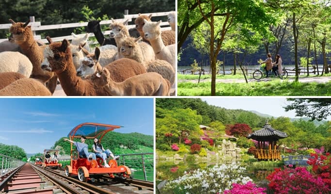 Alpaca World + Nami Island + Garden of Morning Calm 1 Day Tour (with Optional Rail Bike or  Strawberry Picking) - from Seoul - main view