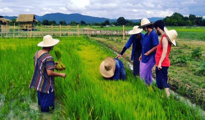 Authentic Farming Experience in Chiang Mai (Half Day) - main view