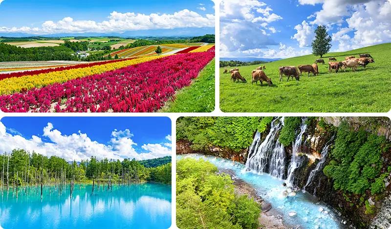 Biei Scenic Spots 1 Day Tour from Sapporo (+ Furano option) - main view