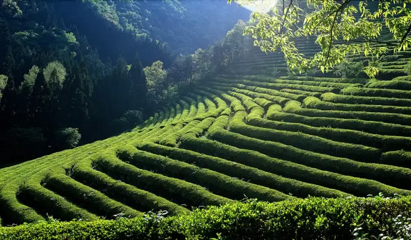 Boseong Green Tea Plantation & Suncheon Bay 1 Day Private Tour from Busan - main view