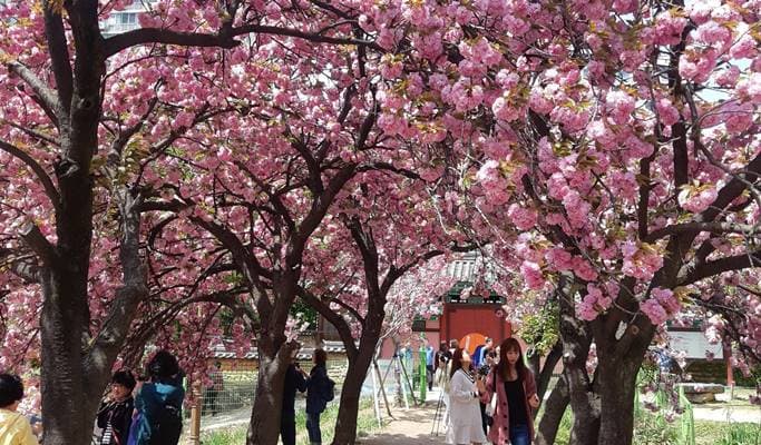 Spring Special: Busan & Gyeongju King Cherry Blossom 1 Day Tour - from Busan (Apr 11~25) - main view